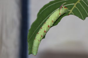 Lime Hawk Moth caterpillar on Alder